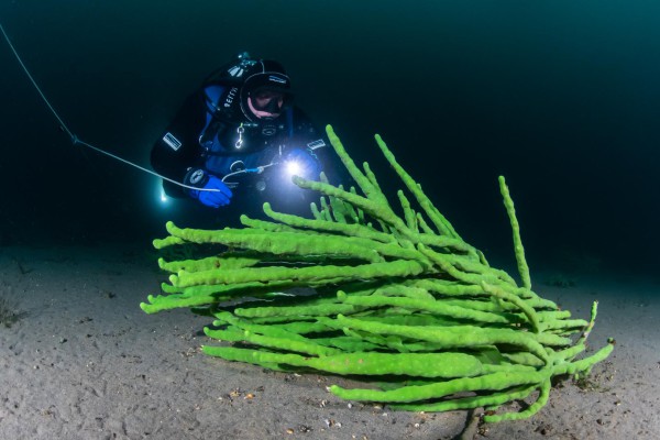 dsc-3160-foto-taucher-fotografie-baikalsee-kallweit-drysuit-under-ice94E452B2-24C3-88FE-0AA3-9CA74F554DBF.jpg