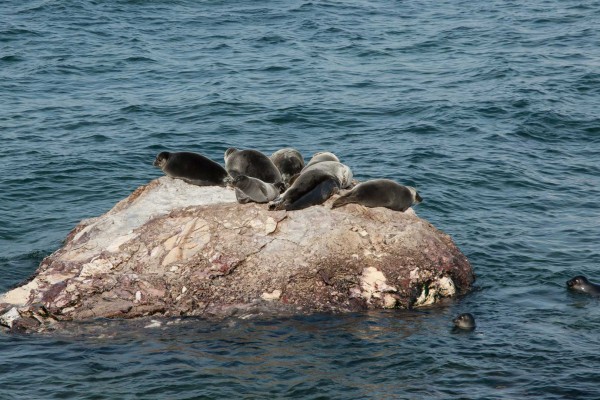 foto-taucher-fotografie-baikalsee-nerpas27AFCE38-F7EB-8E9C-D6D5-F07312CAAAAE.jpg