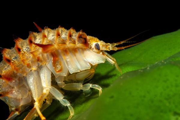 foto-taucher-unterwasserfotografie-baikalsee-gammarus-26491D672-BB46-FE2C-56E0-472E664A7481.jpg