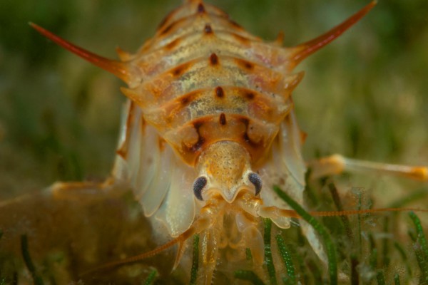 foto-taucher-unterwasserfotografie-baikalsee-gammarus-37BBCF853-E1FF-E222-335D-3B546139EB48.jpg