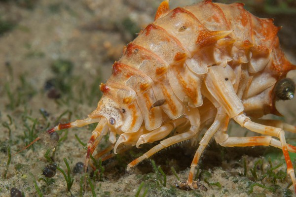 foto-taucher-unterwasserfotografie-baikalsee-gammarus2DFD419D-3E6A-A2DF-9B0C-2F3EBADA9F9D.jpg