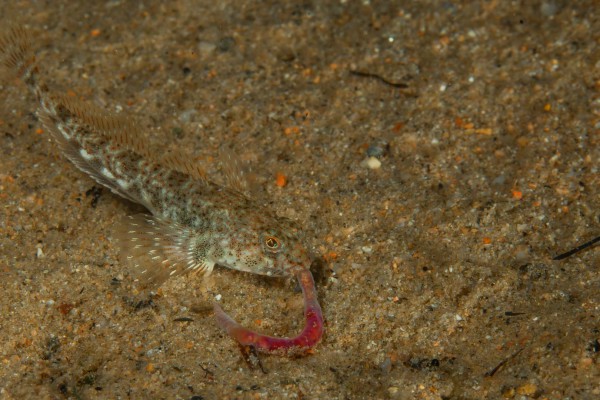 foto-taucher-unterwasserfotografie-baikalsee-goby-22340B10E-0395-9FF8-6FF5-5A5338A0BF77.jpg