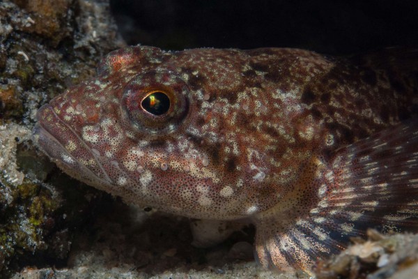 foto-taucher-unterwasserfotografie-baikalsee-goby6E091FC0-C835-FF49-194C-FC514CE53B47.jpg