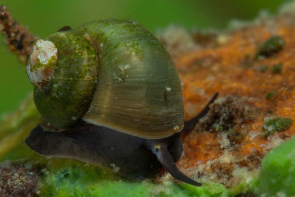 foto-taucher-unterwasserfotografie-baikalsee-schnecke01F0B551-C360-ECC8-DB42-431D96BE72C7.jpg