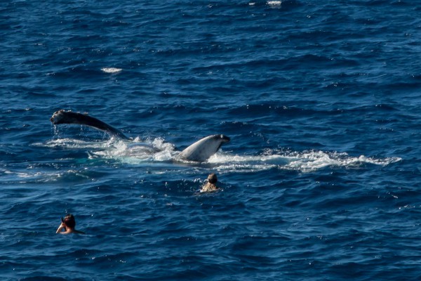 13-foto-taucher-unterwasserfotografie-hawaii-kona-buckelwalDE685E21-BA91-862C-AEA1-55C933AD61D6.jpg