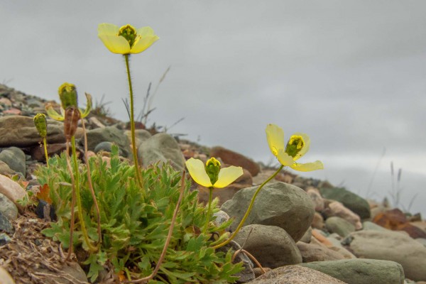 07-foto-taucher-fotografie-arktis-svalbard-mohn-longyearbyenA56896AF-A3AF-5DD5-3BC3-519E7165EE24.jpg