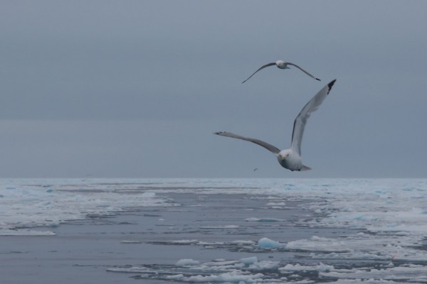 11-foto-taucher-fotografie-arktis-svalbard-packeis-moeven70B82DBF-1515-7EA5-F32B-37CCC00E776C.jpg