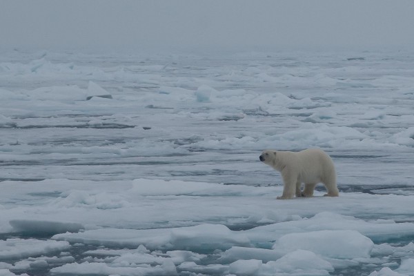 12-foto-taucher-fotografie-arktis-svalbard-packeis-eisbaerB0F7A10B-A0A2-DD54-2793-26C3CF11B29E.jpg