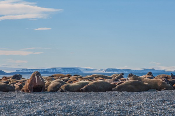 15-foto-taucher-fotografie-arktis-svalbard-packeis-walrosse26C9CC52-6445-6EE9-DE6F-D2A7FFC70BE4.jpg