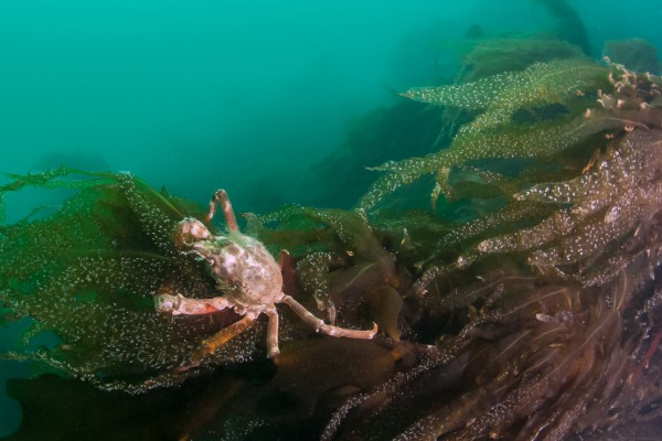 18-foto-taucher-unterwasserfotografie-arktis-svalbard-krabbe5BD0FA0E-7CED-BAC5-70F7-CF0554AD9796.jpg