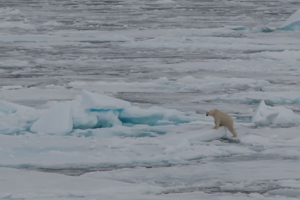 20-foto-taucher-fotografie-arktis-svalbard-packeis-eisbaerAE681791-B1B6-2CE6-1A94-A4D7E4BA254B.jpg