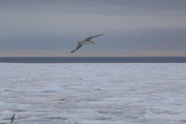 21-foto-taucher-fotografie-arktis-svalbard-packeis-eisbaerF9981F70-3D14-147C-E53F-703F97F76774.jpg