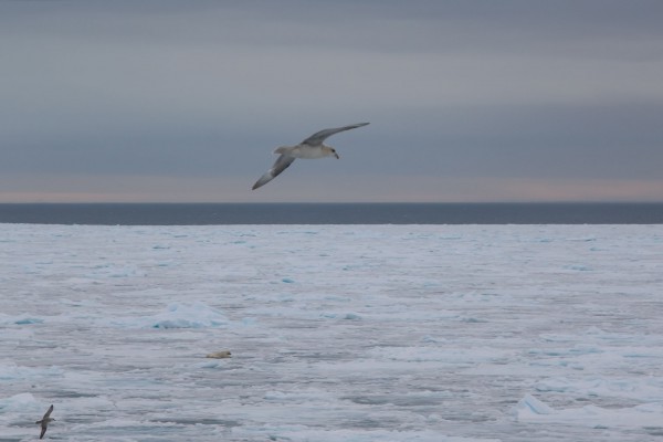 21-foto-taucher-fotografie-arktis-svalbard-packeis-eisbaerF9981F70-3D14-147C-E53F-703F97F76774.jpg