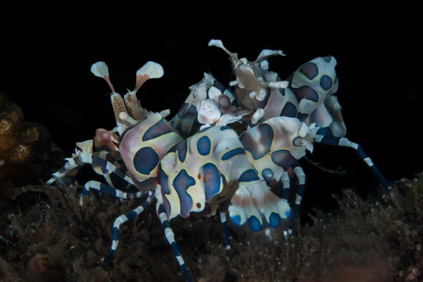 foto-taucher-unterwasserfotografie-dsc-0107-harlequin-shrimp-baliF559179D-0603-A5CE-6BA1-D622911F9476.jpg