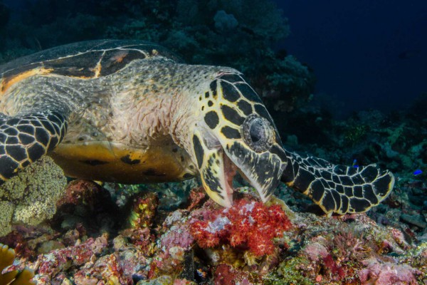 foto-taucher-unterwasserfotografie-indonesien-komodo-turtleA89FFB38-BC85-CB88-F112-E328FCAD2B84.jpg