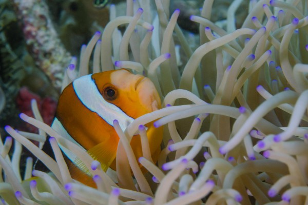 foto-taucher-unterwasserfotografie-indonesien-komodo32B15323-4C75-C063-F92A-A978372D10B0.jpg