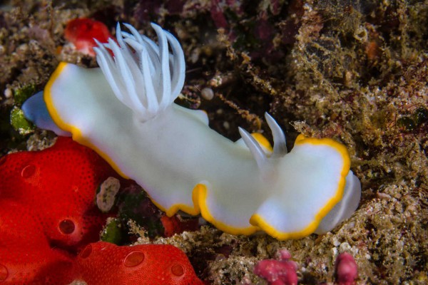 foto-taucher-unterwasserfotografie-indonesien-nacktschnecke7A87B740-2E47-E8BD-6B23-CEF9CE4AAA54.jpg