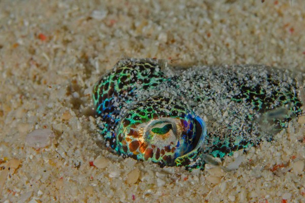 foto-taucher-unterwasserfotografie-indonesien-tintenfisch2E5A0DE9-2D34-3E75-43D1-14D91635ABBB.jpg