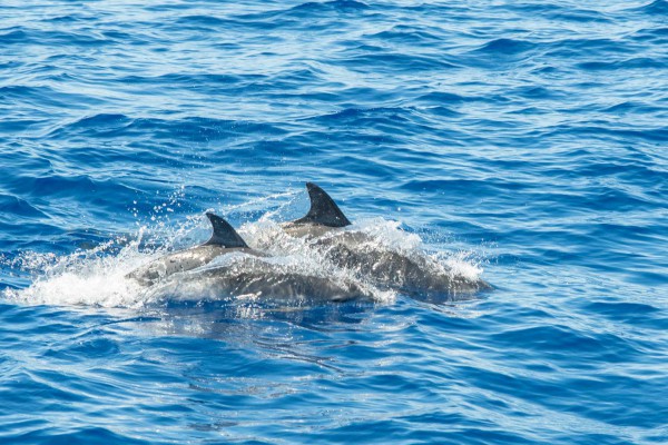 foto-taucher-fotografie-azoren-faial-s-y-saildive-liveboard-katamaran-delfineA68098B4-77F3-59BB-5DFB-5BEC33EE4151.jpg