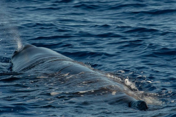 foto-taucher-fotografie-azoren-faial-s-y-saildive-liveboard-katamaran-walD7310102-1283-3D66-D549-B89B5D017D2A.jpg