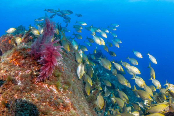 foto-taucher-unterwasserfotografie-azoren-faial-unterwasserleben9C8D1144-5608-5931-F73D-B7A1F6ED473E.jpg