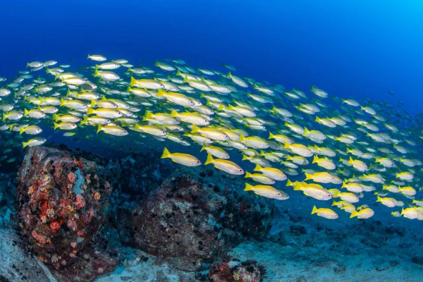 foto-taucher-unterwasserfotografie-seychellen-granitblock-fischschwarm1819F464-1970-3C3C-5330-84F13DD902DF.jpg