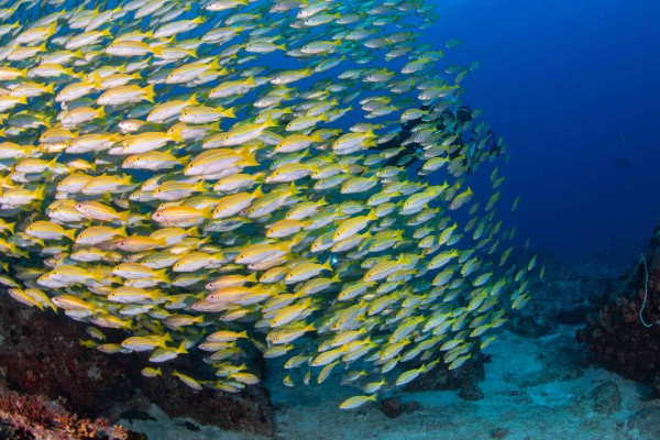 foto-taucher-unterwasserfotografie-seychellen-granitblock-fischschwarmEE05310C-6C52-79EB-0D0A-23E45F1A5ED5.jpg