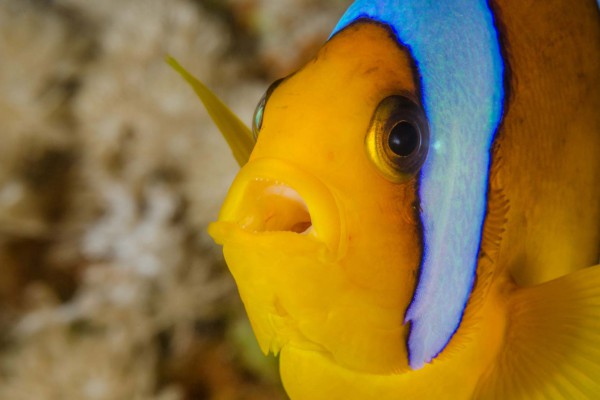 foto-taucher-unterwasserfotografie-aegypten-amphiprion050D666B-FAF6-24CD-2D82-AC04829E2BCF.jpg