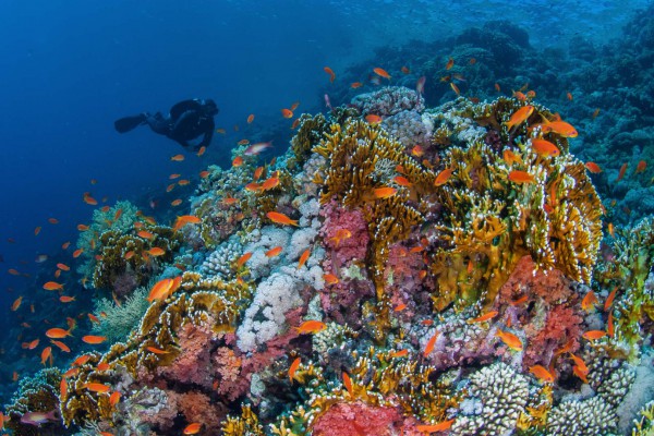 foto-taucher-unterwasserfotografie-aegypten-korallenrifC9A71DA3-32DB-FCC8-FB86-AD9D524CEAD9.jpg