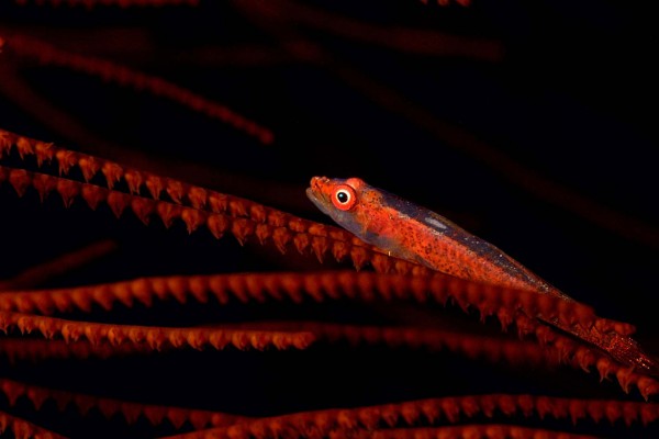 foto-taucher-unterwasserfotografie-aegyptenB492B106-81AA-2ADB-AA37-0E0B3C7D0655.jpg