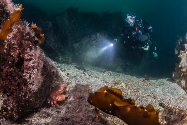 fototaucher-unterwasserfotografie-norwegen-dsc-85584E1B0B3D-8A80-3379-80B4-88EA240E5410.jpg