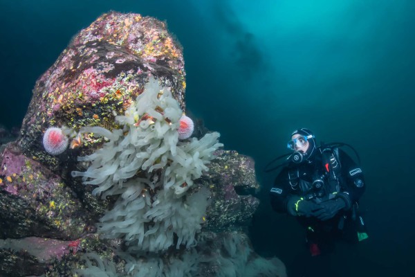 fototaucher-unterwasserfotografie-norwegen-dsc-86846867028E-054F-0B73-EF42-4E0D8BFA524E.jpg