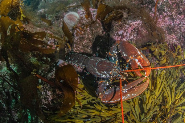 fototaucher-unterwasserfotografie-norwegen-dsc-89847275CCD6-46D6-2731-C8B2-5720523AC2A6.jpg