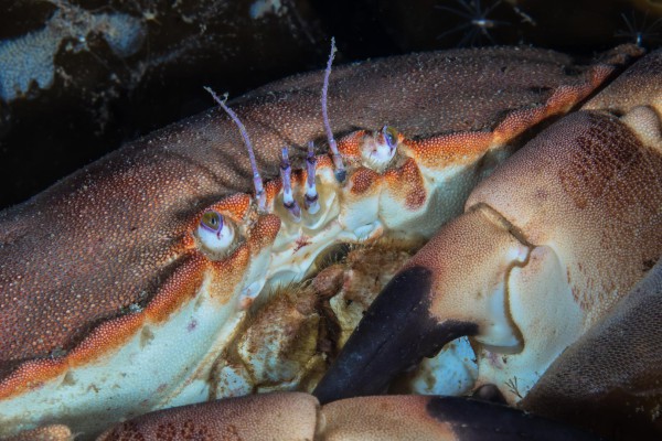 fototaucher-unterwasserfotografie-norwegen-dsc-9067E6F56A10-AD89-F4E4-CB36-66B293003421.jpg