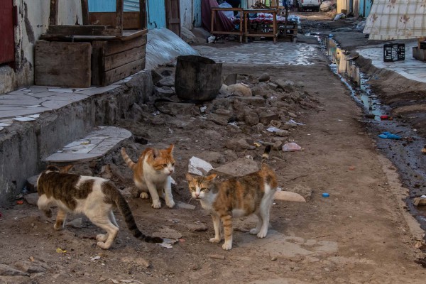 foto-taucher-fotografie-djibouti-dsc2087F585E533-5A69-A968-2EC1-797560B7A00F.jpg