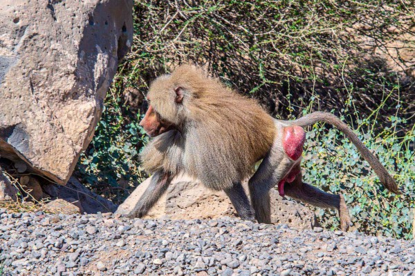 foto-taucher-fotografie-djibouti-dsc26454A7E8CA6-0E58-7015-DE08-46932AA7CF9E.jpg