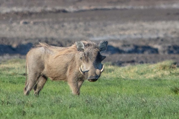 foto-taucher-fotografie-djibouti-dsc2857BEA4EE93-CD30-4701-95F5-5344B6033209.jpg