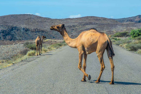 foto-taucher-fotografie-djibouti-dsc3685ECE10086-C708-CA2F-A656-3CC4543AEB5D.jpg