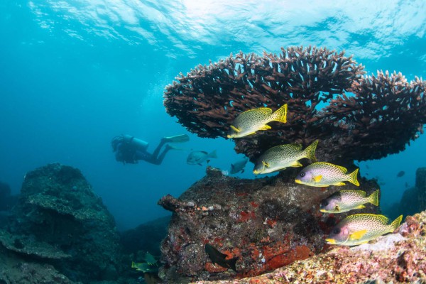 foto-taucher-unterwasser-fotografie-djibouti-dsc-1852842A588F-A171-7162-AEAC-D041C04BC4D6.jpg