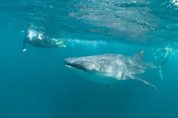 foto-taucher-unterwasser-fotografie-djibouti-dsc-1890CEF75F2A-248C-B35D-53E2-FECFA9ED3DF3.jpg