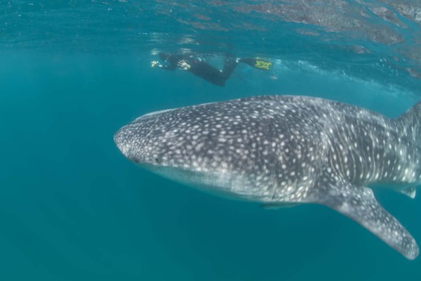 foto-taucher-unterwasser-fotografie-djibouti-dsc-18983E690B10-97A7-E6A1-A635-9710AF5BF68D.jpg