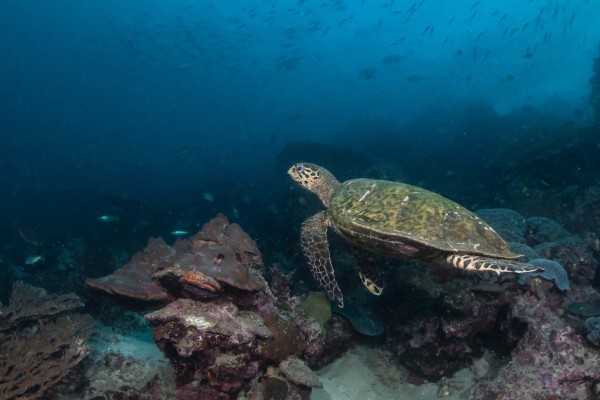 foto-taucher-unterwasser-fotografie-djibouti-dsc-20407FC54F87-1F89-F49A-9A87-F42C0935B842.jpg