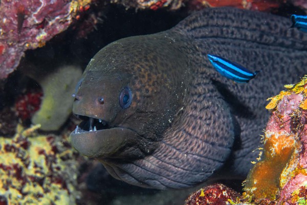 foto-taucher-unterwasser-fotografie-djibouti-dsc-2485FDE3E737-C2FE-B4DE-99C6-EDCD0C0C1BC0.jpg