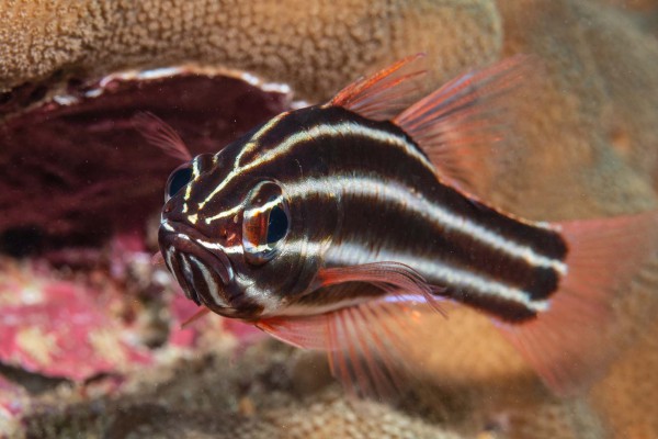 foto-taucher-unterwasser-fotografie-djibouti-dsc-251110492BCE-9F68-28CA-8B08-A370A4F8684D.jpg