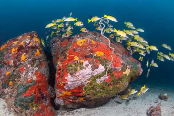 foto-taucher-unterwasserfotografie-djibouti-dsc-1772DC4B524E-02A7-264F-3C54-56BB04E01C07.jpg