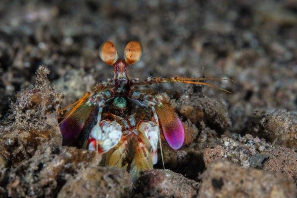 foto-taucher-unterwasserfotografie-philippinen-dsc-5006-ftEF7B4DE7-6472-87F7-A115-7729A30C17F0.jpg