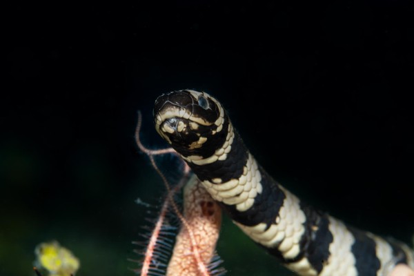 foto-taucher-unterwasserfotografie-philippinen-laticauda-semifasciata-seekobra-1A862FC7F-E95C-F99C-67E6-EF568C40A305.jpg